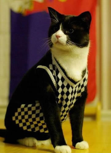 猫咪宝贝图片。让你每天和猫咪有约。