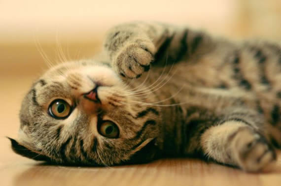 猫咪宝贝图片。让你每天和猫咪有约。