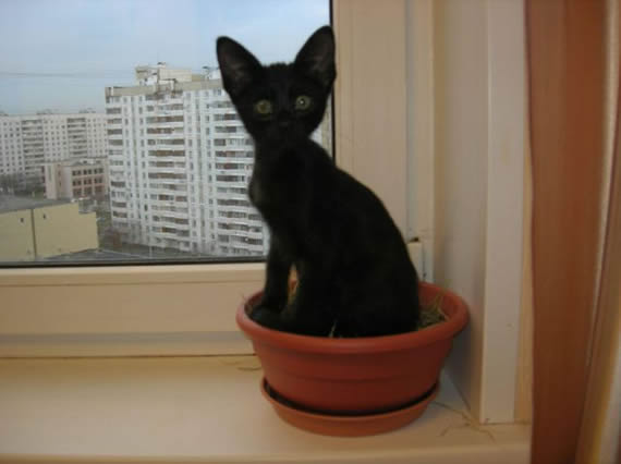 猫咪宝贝图片。让你每天和猫咪有约。