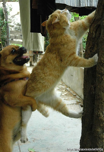 猫咪宝贝图片。让你每天和猫咪有约。