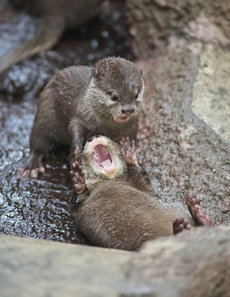 成双成对的动物,状态各有各的不同。