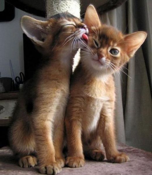 成双成对的动物,状态各有各的不同。