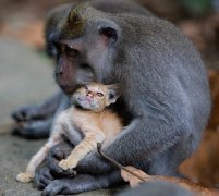 用猫一时,养猫千日,图说萌物的报恩。