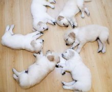 小狗搞笑图片,犹如回到了童年。