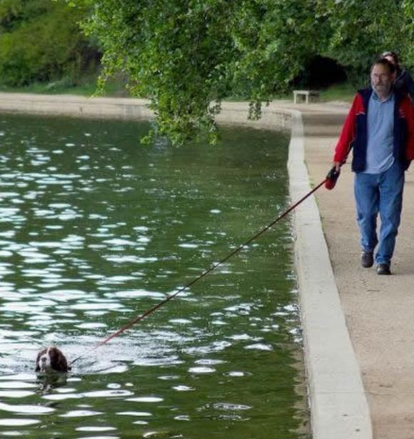 这么遛狗还不错 这么遛狗还不错