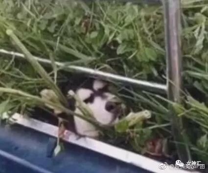 “亲！求求您把照片删了吧 ”某宝买了个假发，老板哭着打电话求删除买家秀？