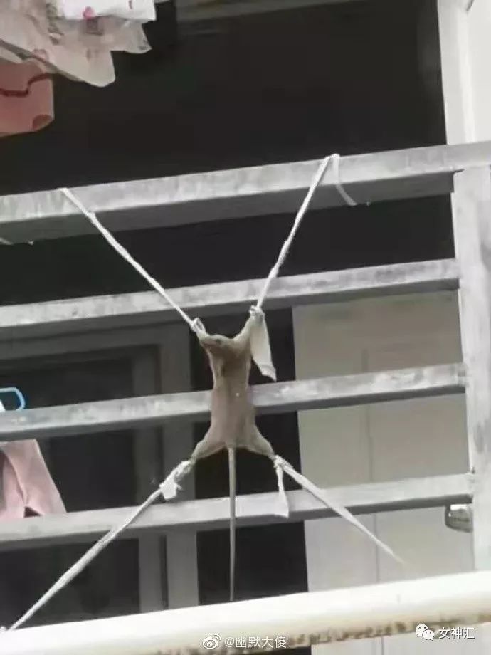 “亲！求求您把照片删了吧 ”某宝买了个假发，老板哭着打电话求删除买家秀？