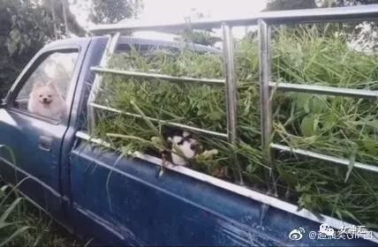 “亲！求求您把照片删了吧 ”某宝买了个假发，老板哭着打电话求删除买家秀？