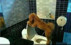 城里人的狗狗都这么牛！