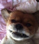 为什么看见汪星人，我想的竟然是小时电视剧里的猫妖呢？