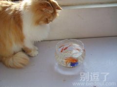 好想吃啊，主人不知道在不在