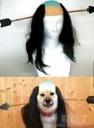 一只小狗的长发。 一只小狗的长发。