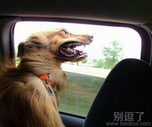 正在兜风的汪星人。