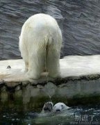 在水上的狗熊。。