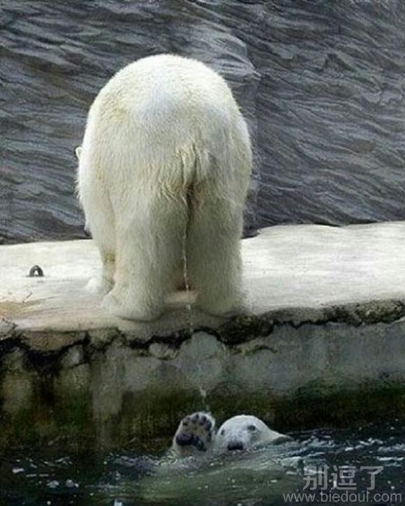 在水上的狗熊。。 在水上的狗熊。。