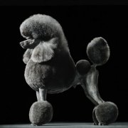 非主流小狗造型图片