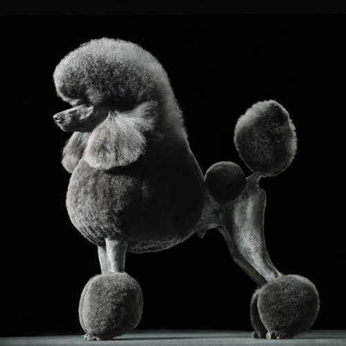 非主流小狗造型图片