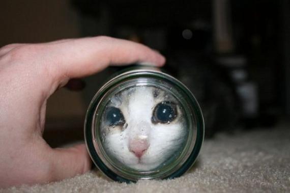 小猫咪可爱趣图6张