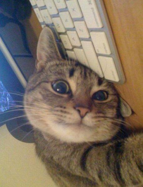 小猫咪可爱趣图6张