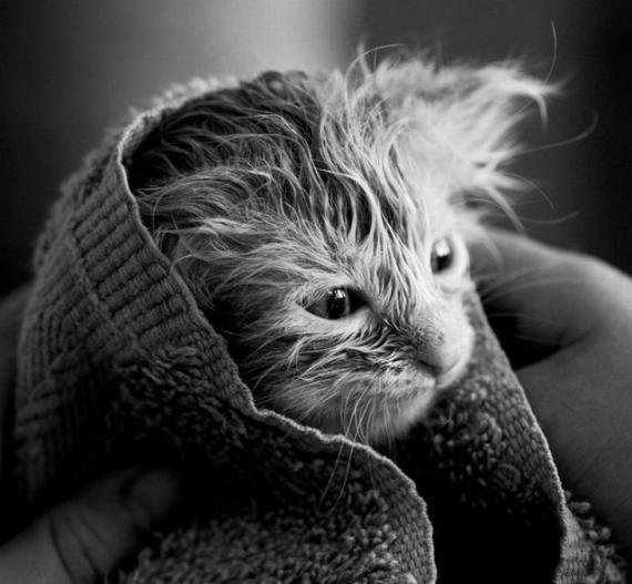 小猫咪可爱趣图6张