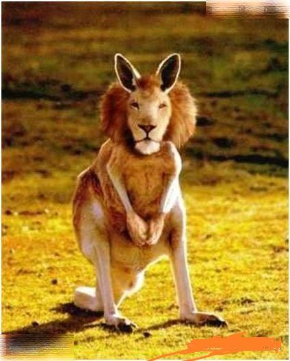 你的爸爸是狮子还是你的麻麻是袋鼠 你的爸爸是狮子还是你的麻麻是袋鼠