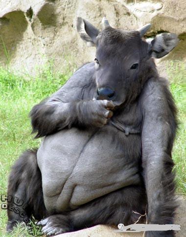 我敢确定你的麻麻是老牛 我敢确定你的麻麻是老牛