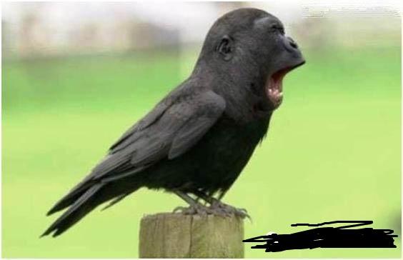 猴子 你好调皮啊 猴子 你好调皮啊