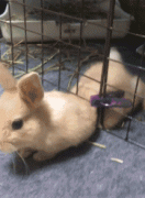 有一种瘦叫虚胖。 有一种瘦叫虚胖。