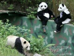 做大熊猫的管理员。 做大熊猫的管理员。