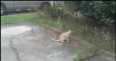 这年头还有鸟调戏猫