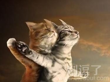 猫咪版 泰特尼克号。