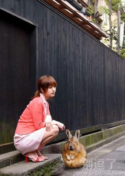 肥兔兔还有美女女