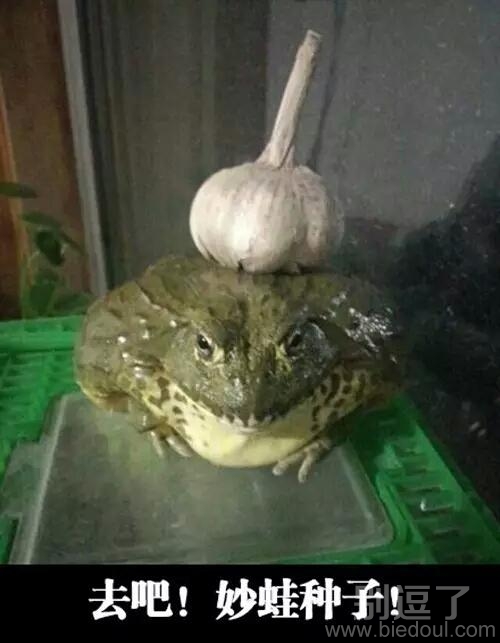 有这么恶搞自己家宠物的吗
