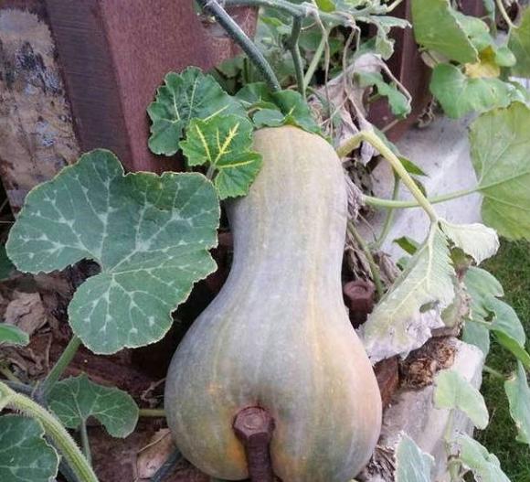 这瓜长得好奇葩呀