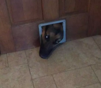 狗狗为进家门也是拼