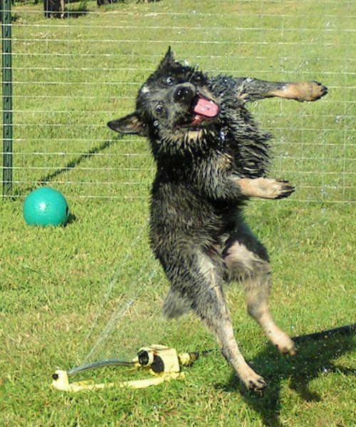 笑掉下巴的雷人萌宠 笑掉下巴的雷人萌宠