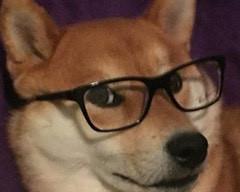 笑出猪叫的笑话、专治不开心、不笑打洗我 笑出猪叫的笑话、专治不开心、不笑打洗我