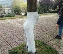 这年代树都这么性感 这年代树都这么性感
