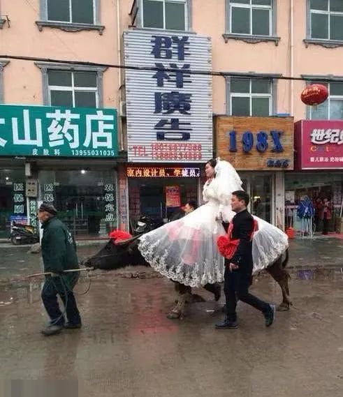 搞笑GIF：这婚结的真好，牵头牛就把媳妇接回来了