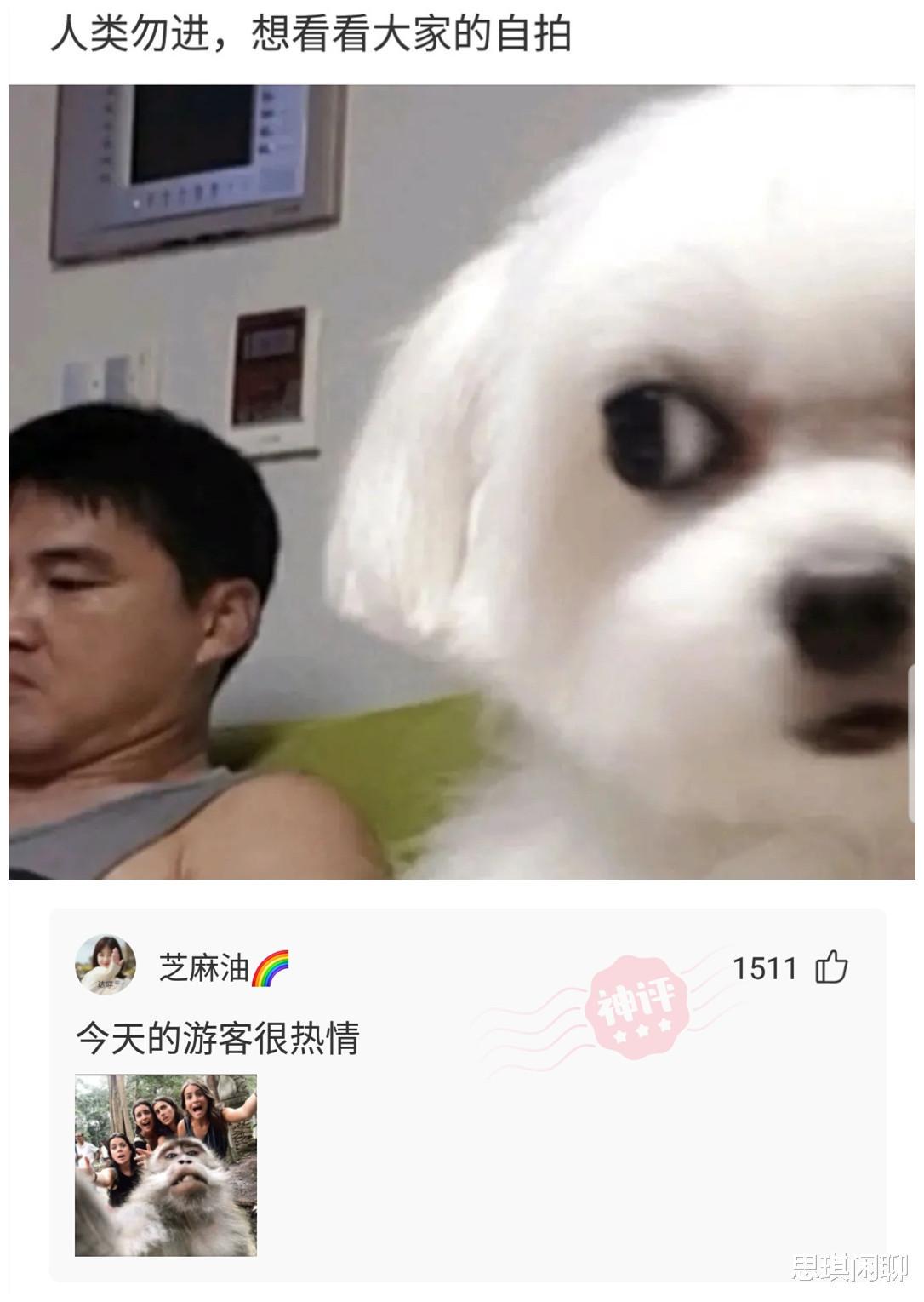 “你要是唐僧,在木盆里就已经翻了!”哈哈哈评论绝了 “你要是唐僧,在木盆里就已经翻了!”哈哈哈评论绝了