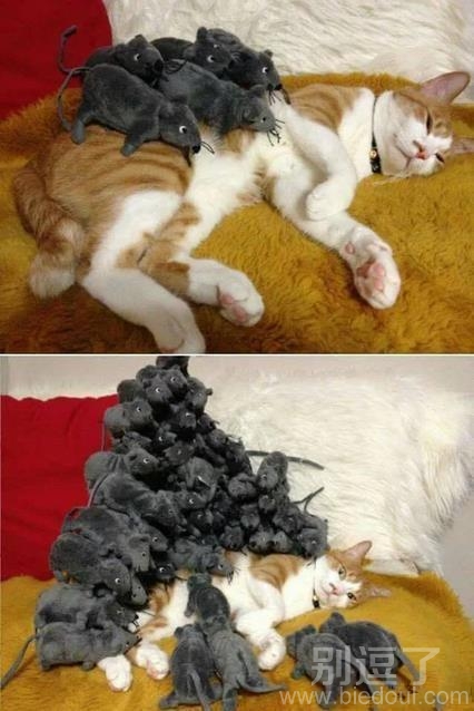 一只内心奔溃的猫。。。 一只内心奔溃的猫。。。