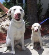 绝对不会掺假的 绝对不会掺假的