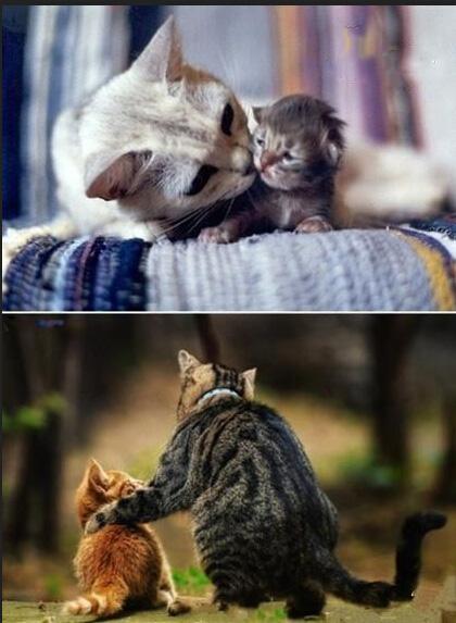 这是母爱与父爱的区别 这是母爱与父爱的区别