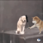 狗狗淋雨打伞动图表情包