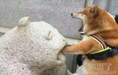 这石头演技比鹿晗都好