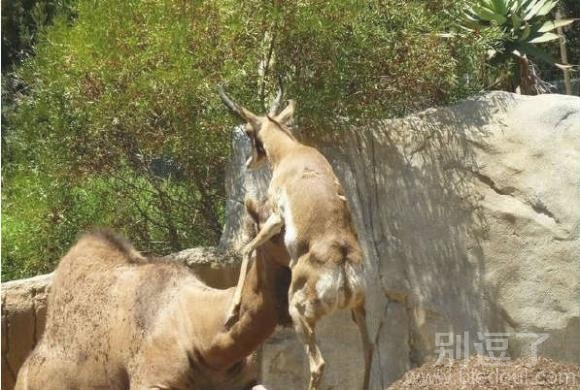 跨越种族的爱恋 跨越种族的爱恋