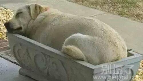 睡在外边的汪星人。