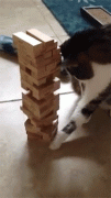 喵星人也会玩哦 爆笑动物GIF