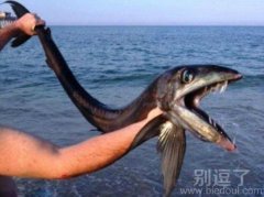 不知道味道怎么样，红烧好吃还是清蒸好吃。