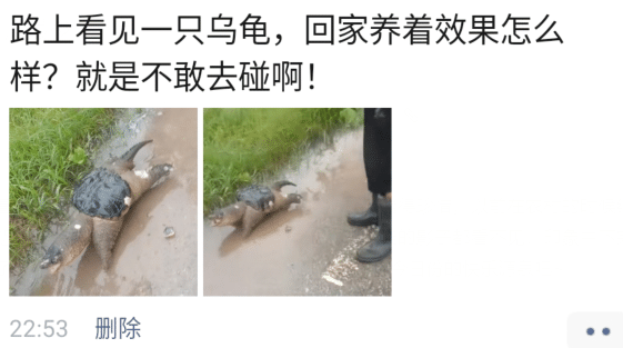 路上看见一只乌龟,回家养着当宠物怎么样,可是不敢去抓啊哈哈哈 路上看见一只乌龟,回家养着当宠物怎么样,可是不敢去抓啊哈哈哈